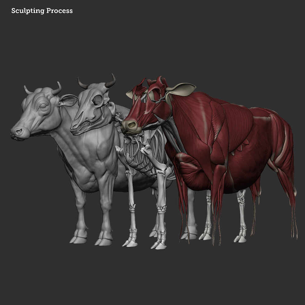 Cow_5