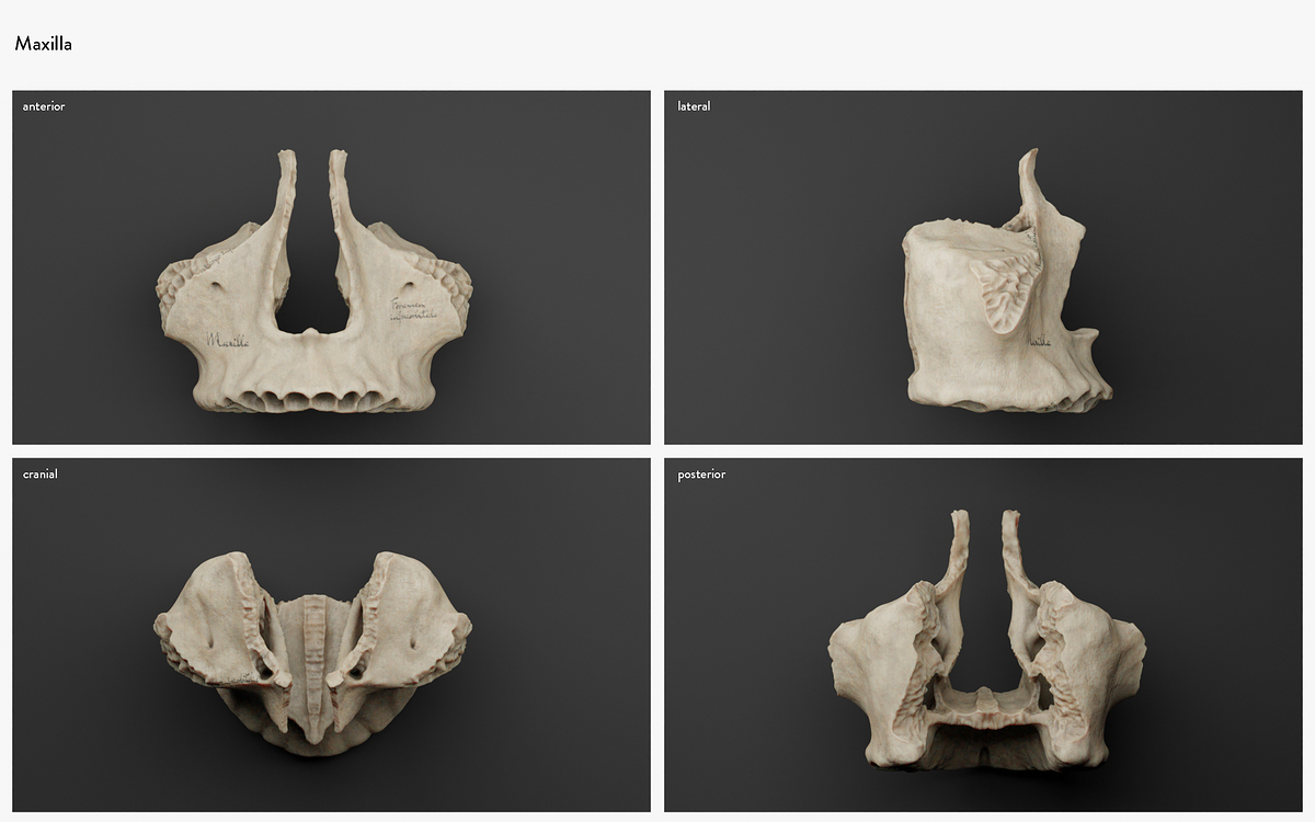 detail_maxilla