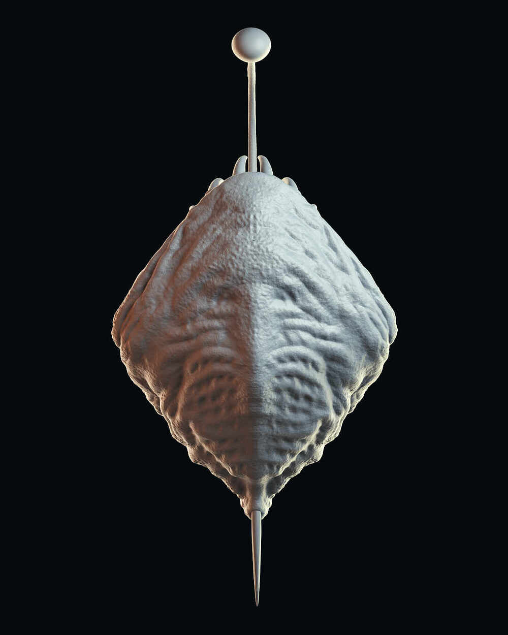 angler5