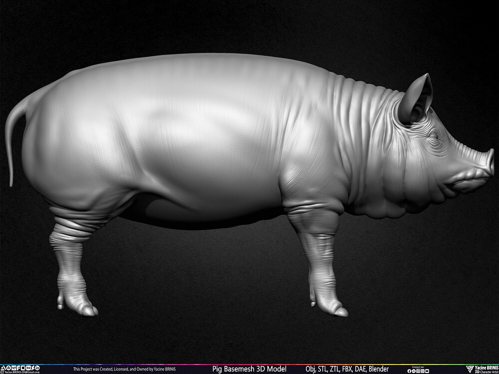 Pig Basemesh 3D Model Animal Anatomy Sculpted by Yacine BRINIS Set 001