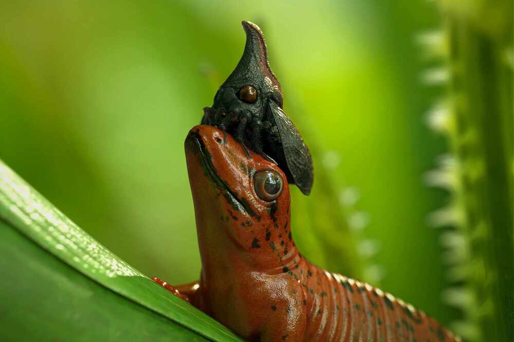 Skink_thorn_bug_004