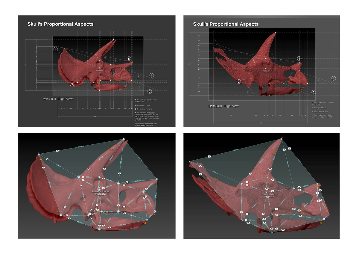 07-Comparison with Yale skull_© Javid Jooshesh
