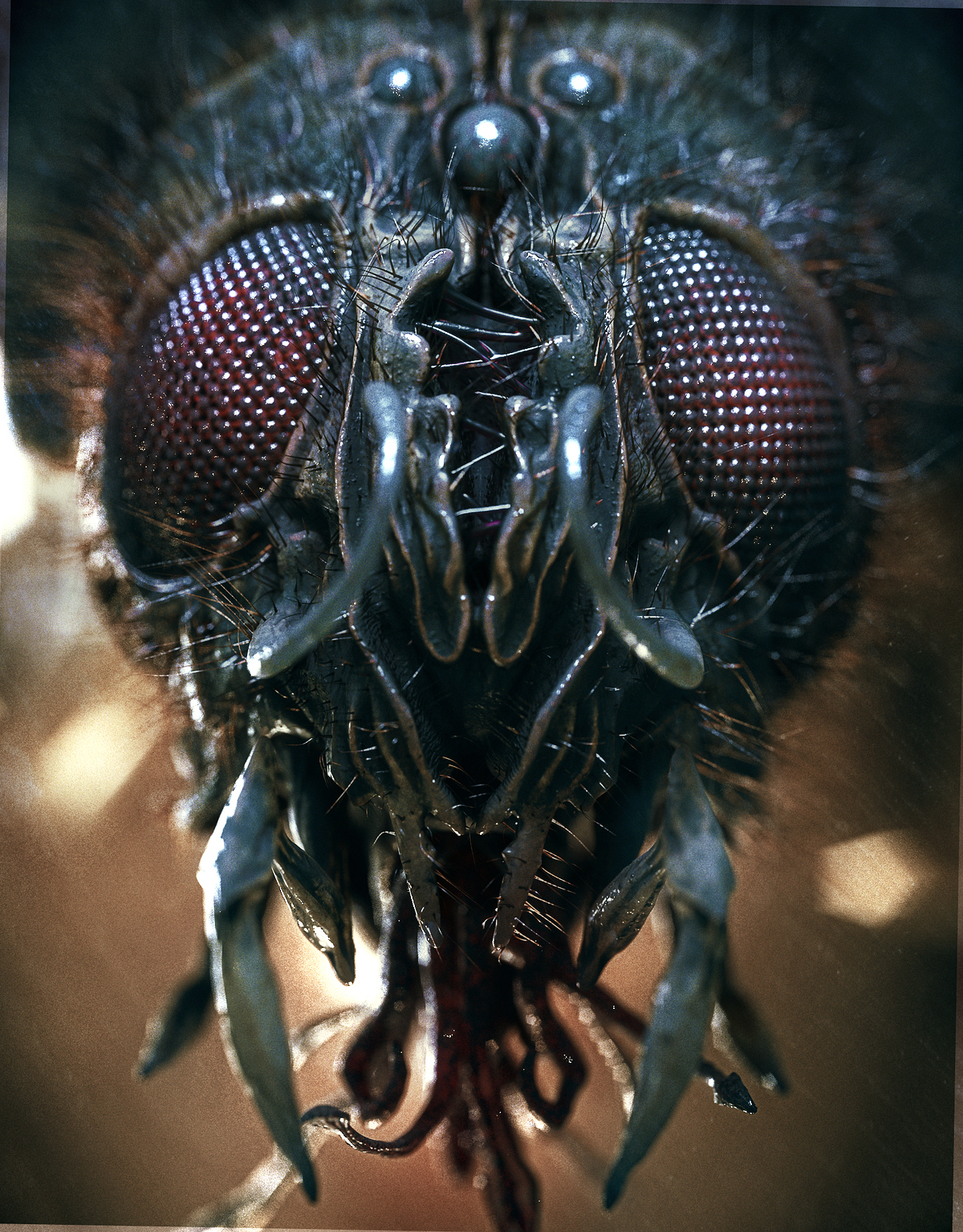 BUG