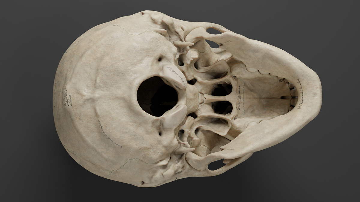 skull_cranial