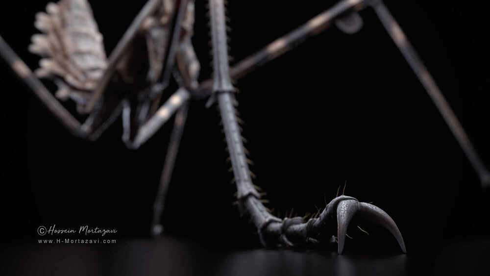 Praying Mantis_09-www.h-mortazavi.com