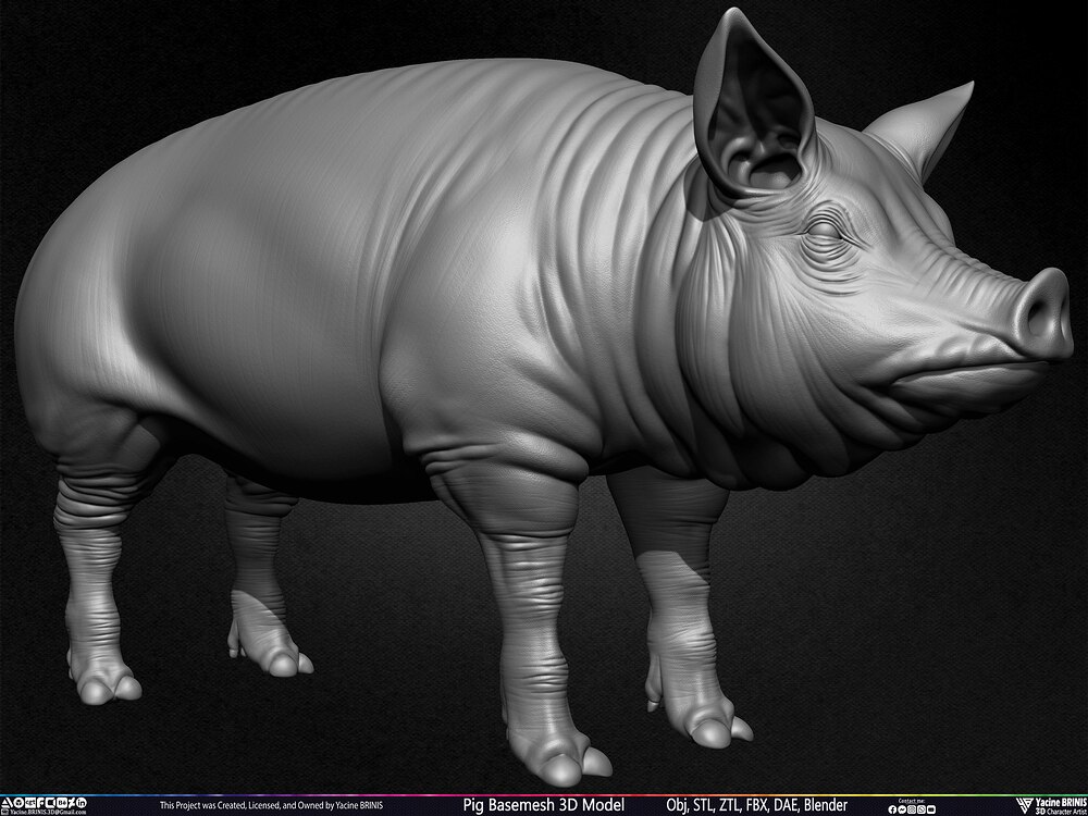 Pig Basemesh 3D Model Animal Anatomy Sculpted by Yacine BRINIS Set 004
