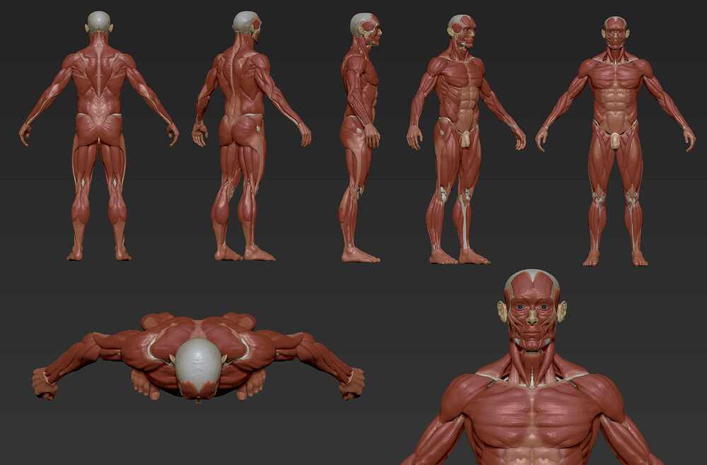 ECORCHE_COLOR