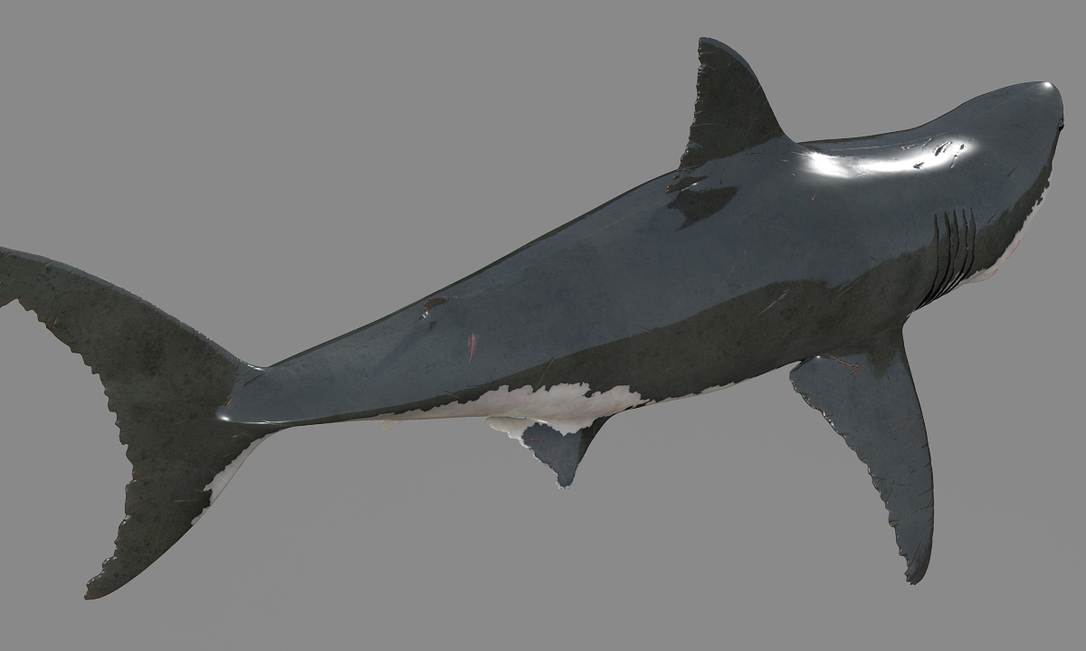 shark5.jpg