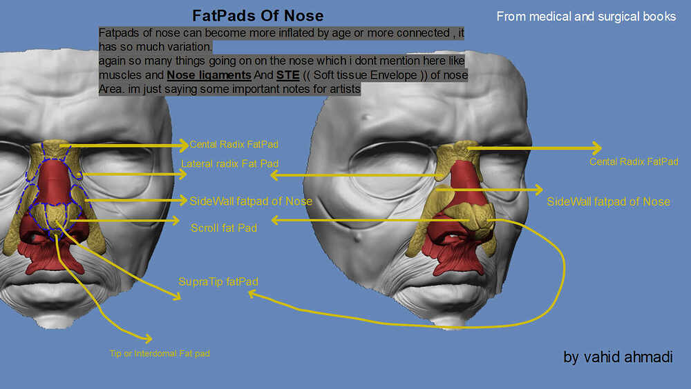 FatPads Of nose by vahid ahamdi