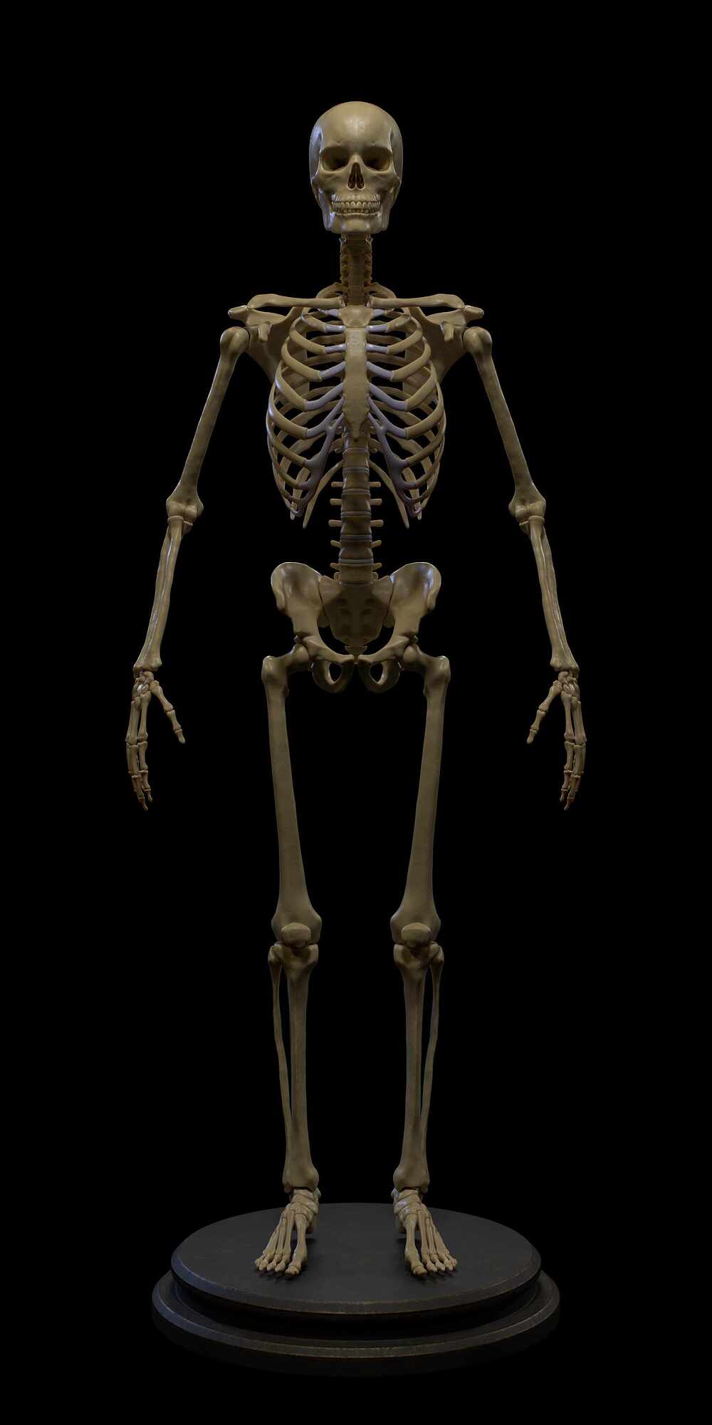 Skeleton_Front