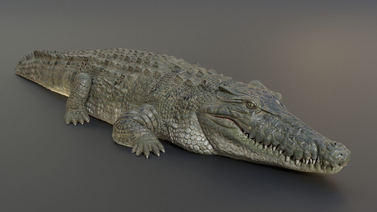 crocodile0001crocodile0001_10001