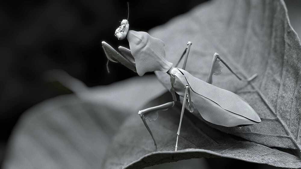 leaf_mantis_art_render_v07_comp_clay