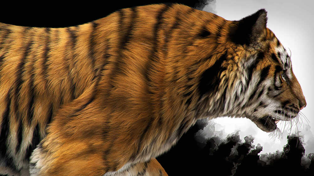 tiger02_PS