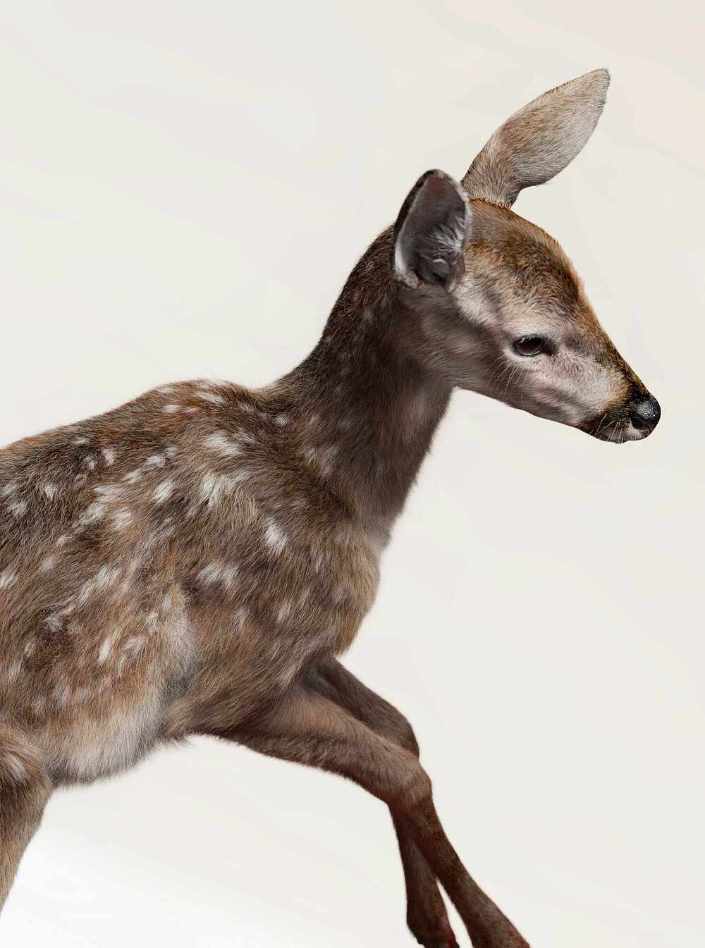 deer_4