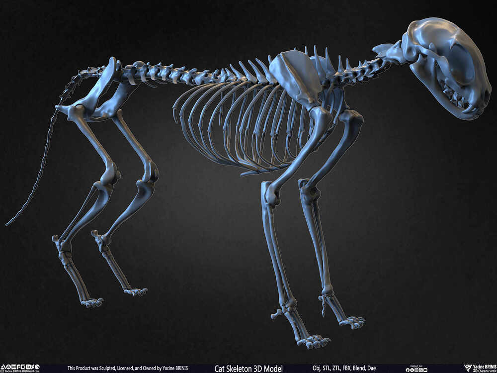 Highly Detailed Cat Skeleton 3D Model Sculpted by Yacine BRINIS Set 025