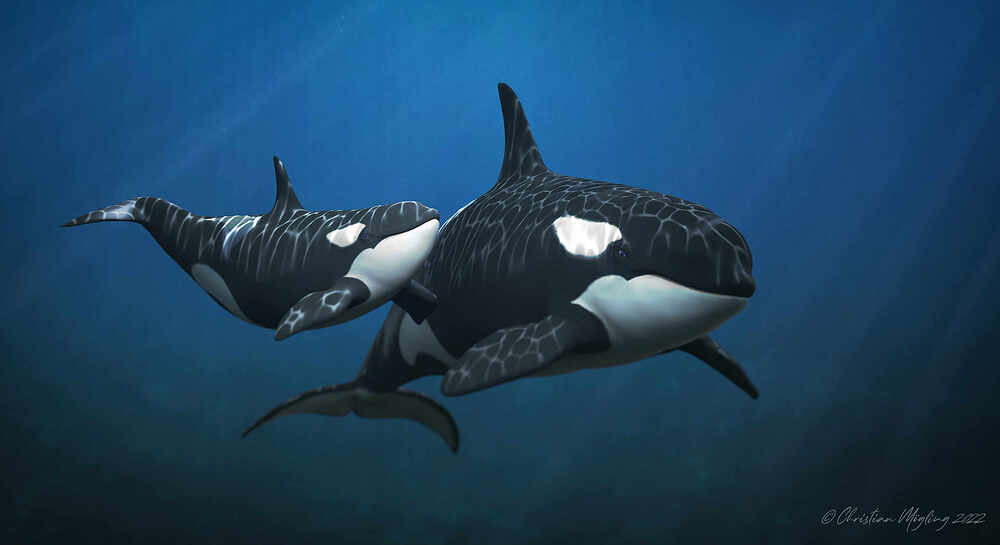 orca ocean akt