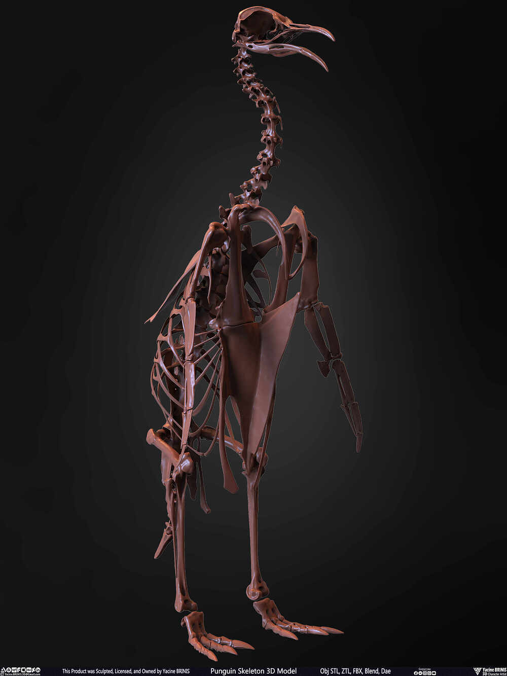 Punguin Skeleton 3D Model Sculpted by Yacine BRINIS Set 025