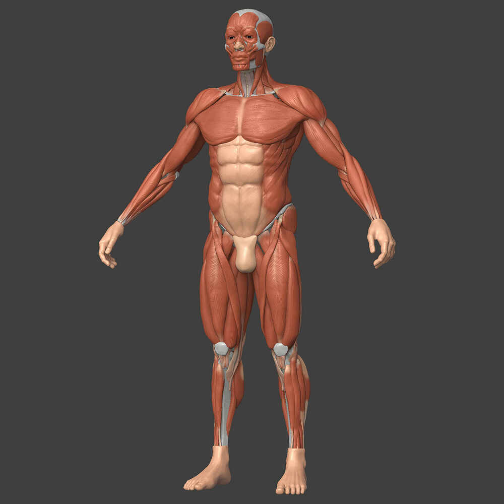 Ecorche_Render_Bruto_BEST