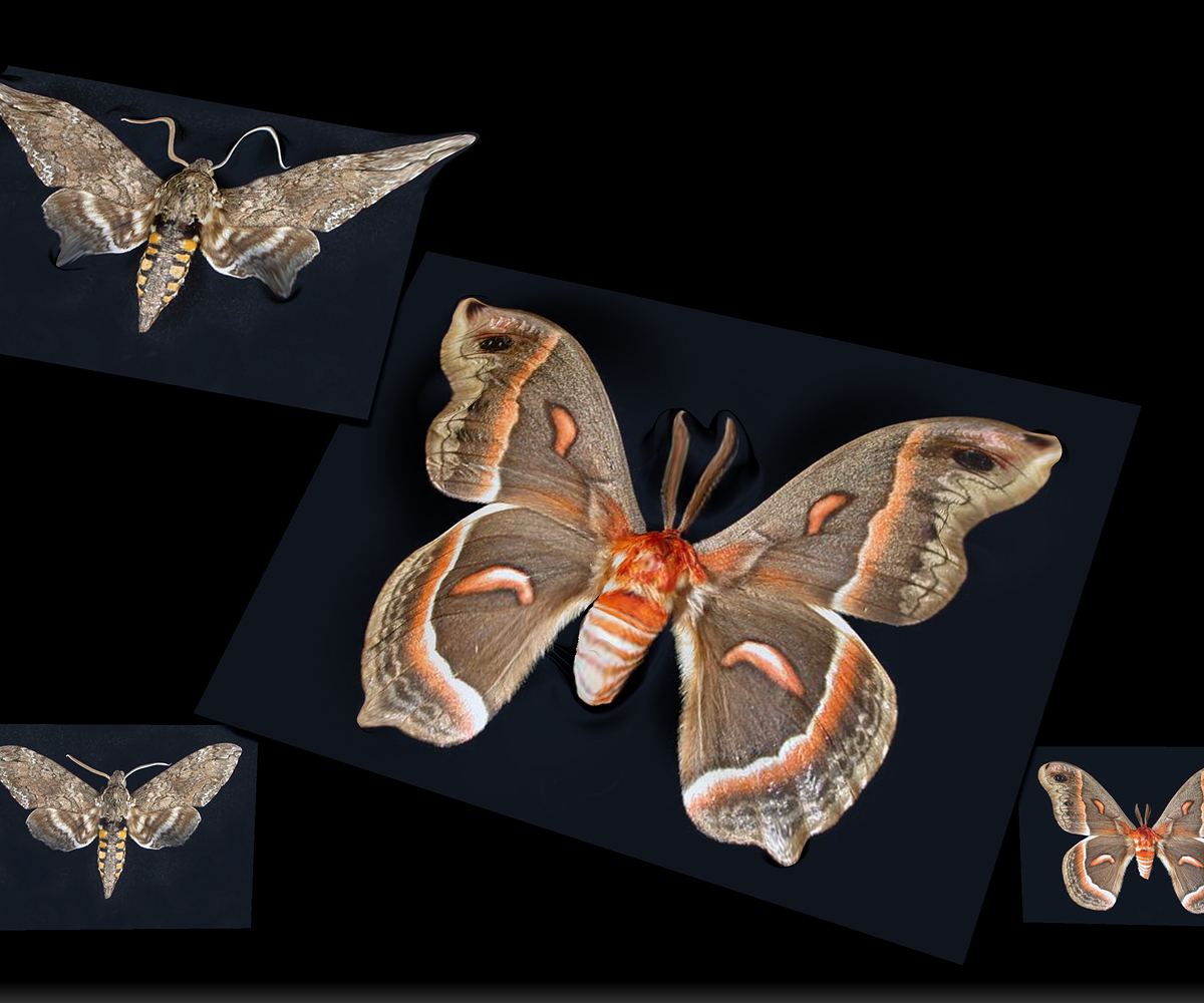 MOTH-EXPERIMENTS-1.jpg