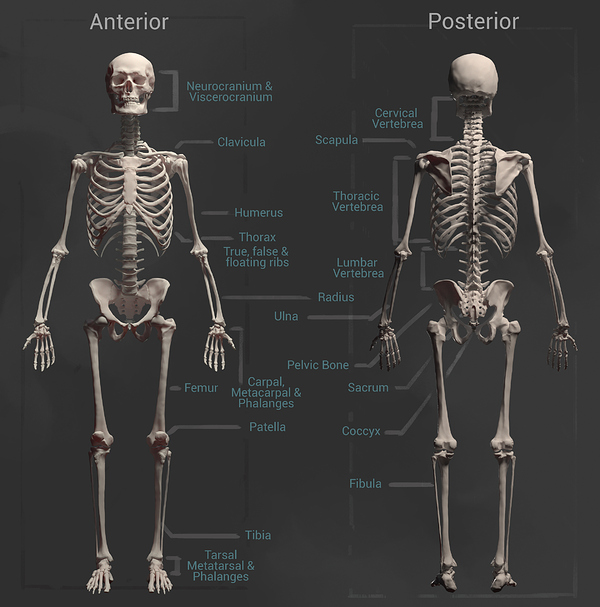 Anterior&Posterior_A