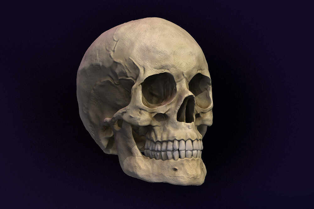 Craneo_Render_Compo
