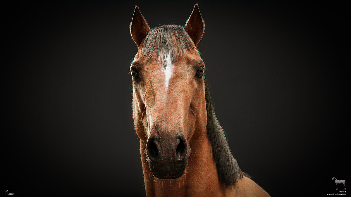 Horse_Stills_v1.1a