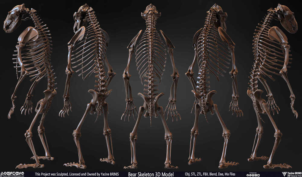 Bear Skeleton 3D Model Sculpted by Yacine BRINIS Set 002