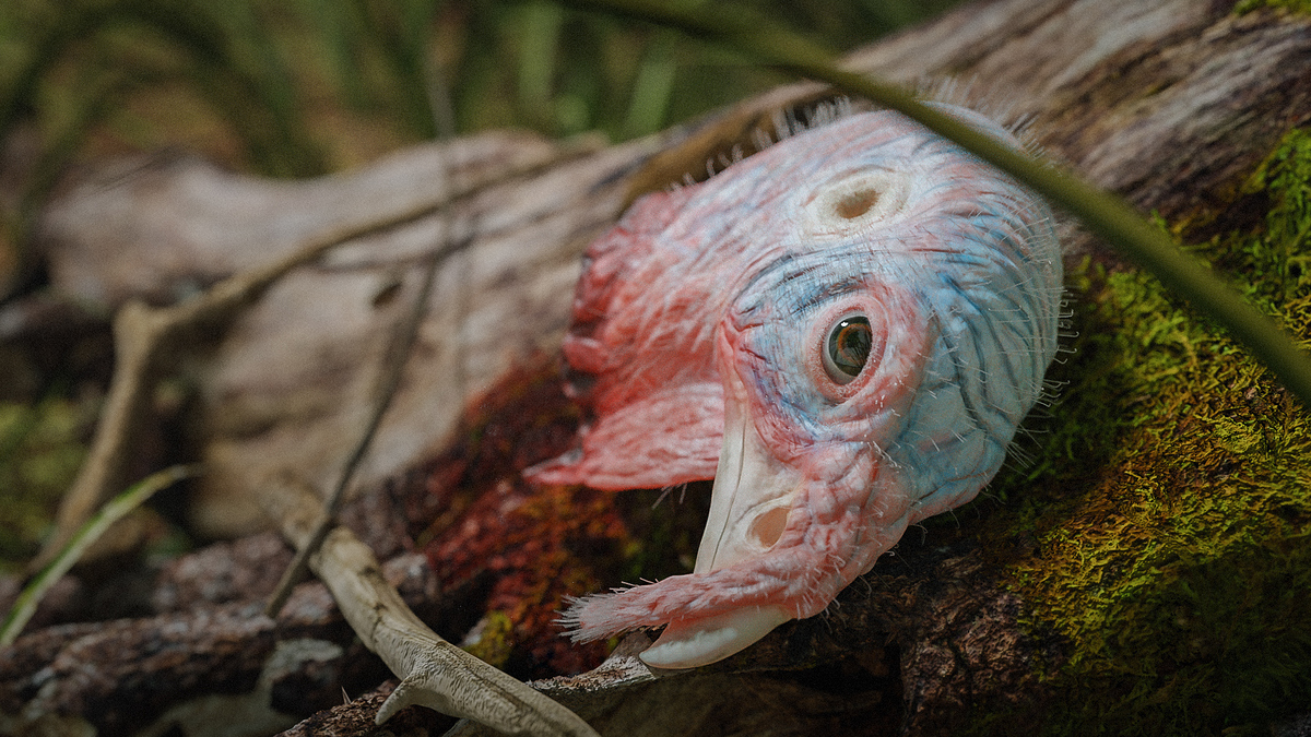 Turkey%20Head