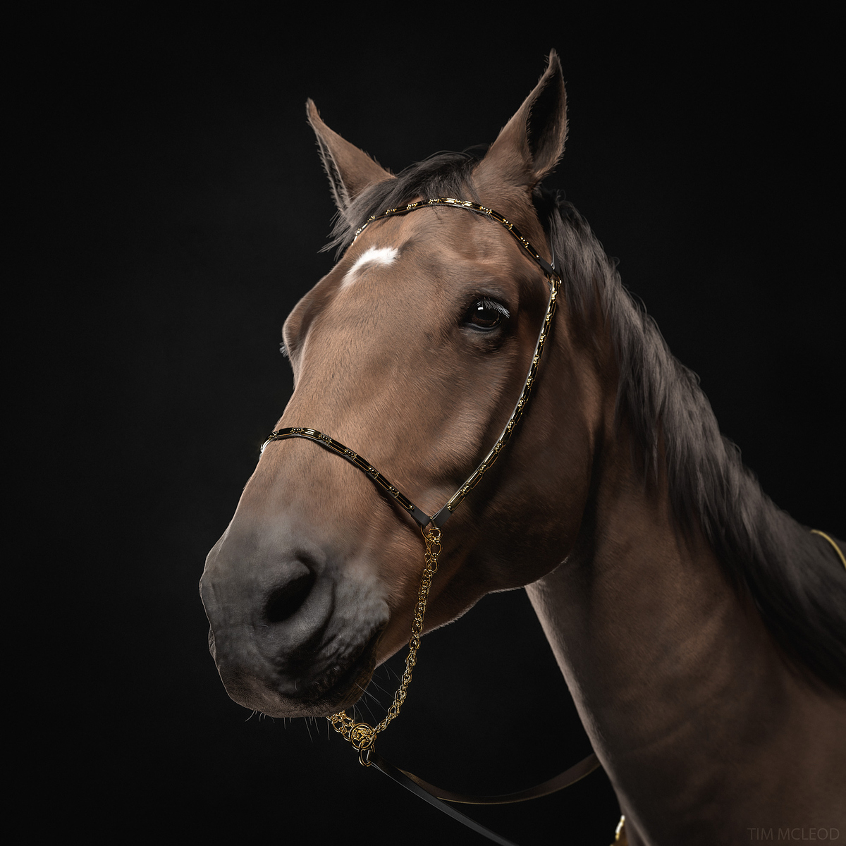 Studio_Horse_Small