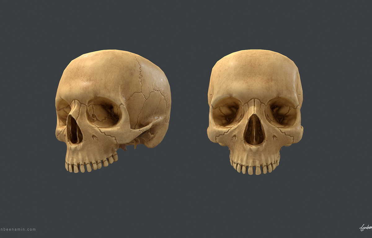 tanbeen-skull-anatomy-study-6-60bfcb97-6fv5.jpg