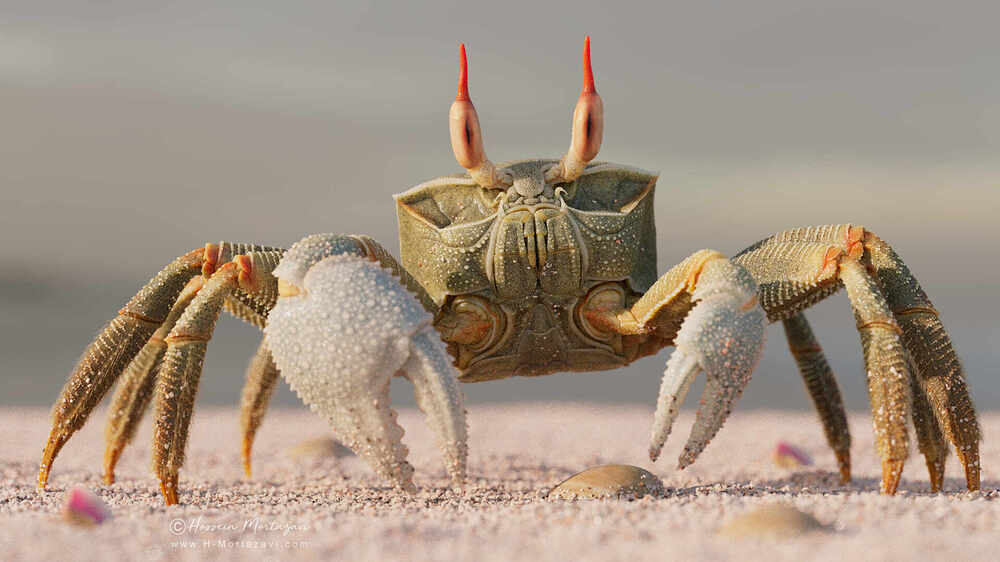 Ghost_Crab_003