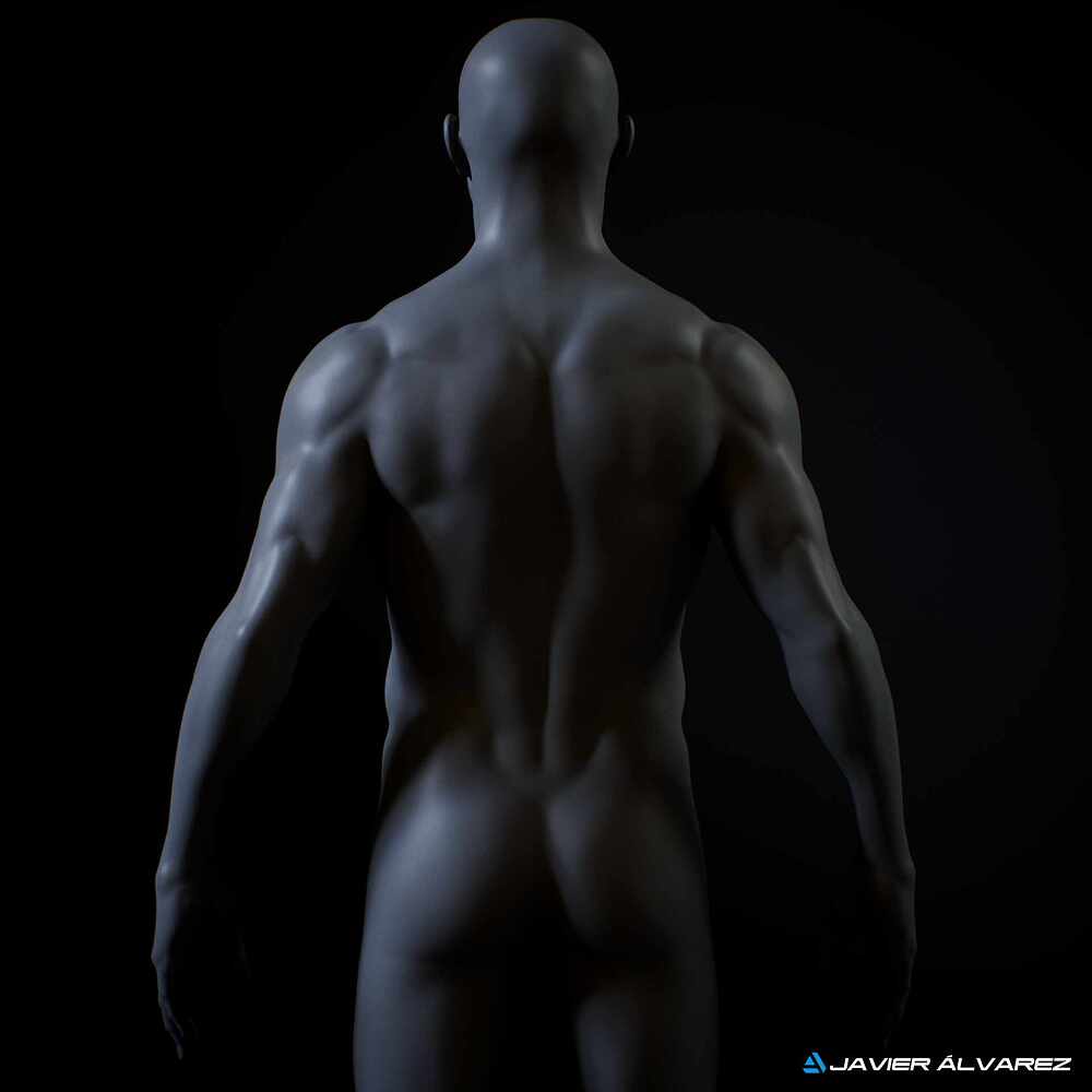 MaleAnatomyJAlvarez_5