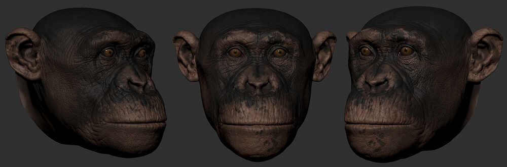 head__color_01