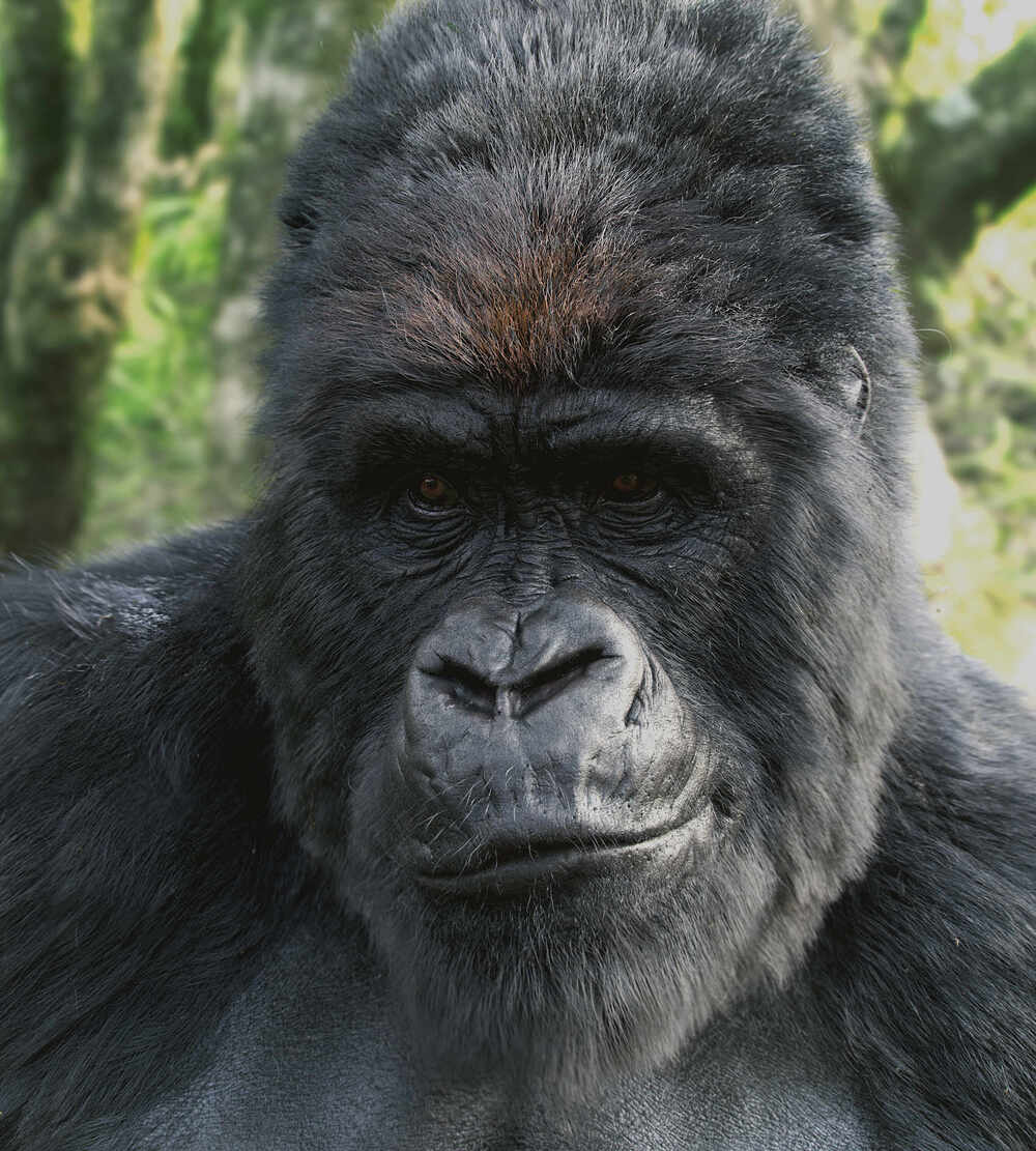Gorilla_final_002_closeup