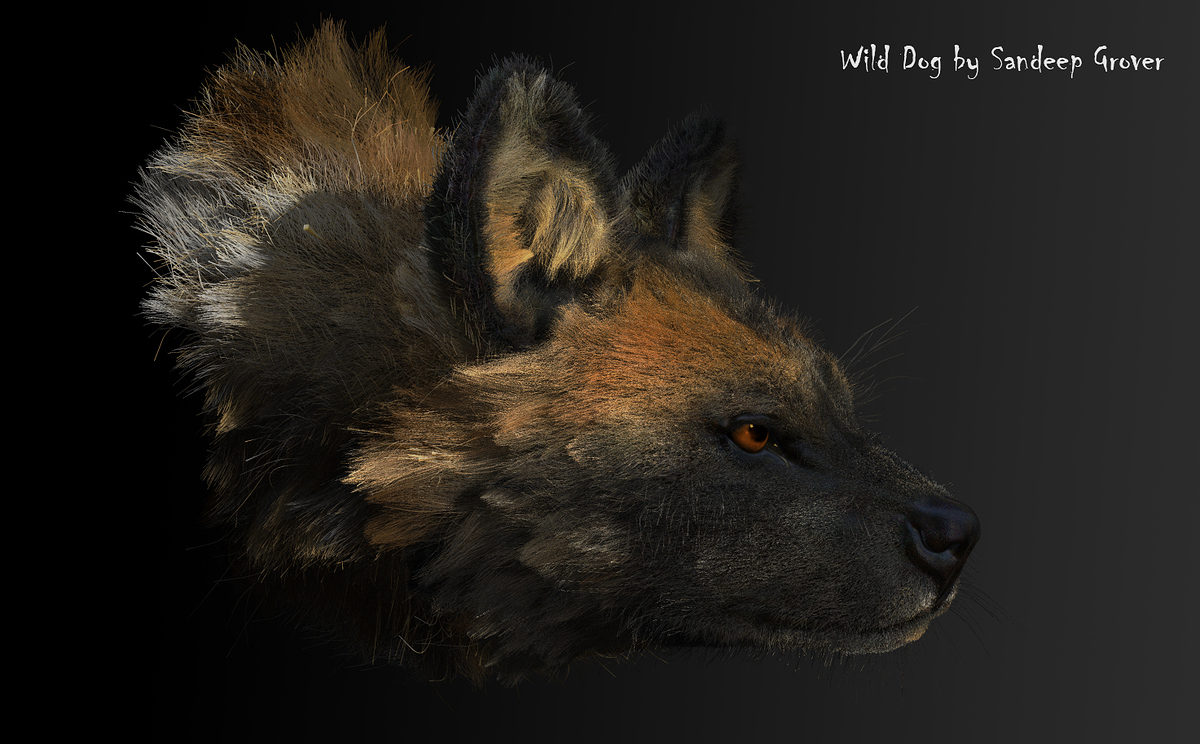 color Wild Dog by Sandeep Grover grey 2
