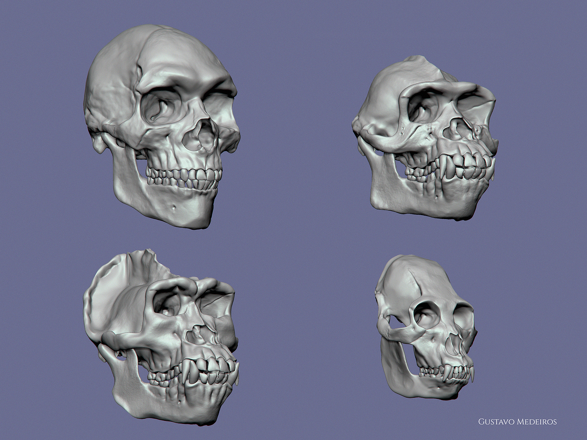 skulls2