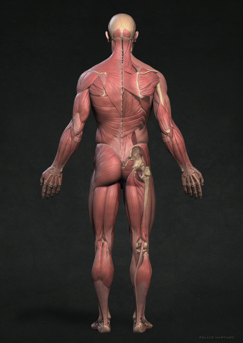 SkinGhost-Back