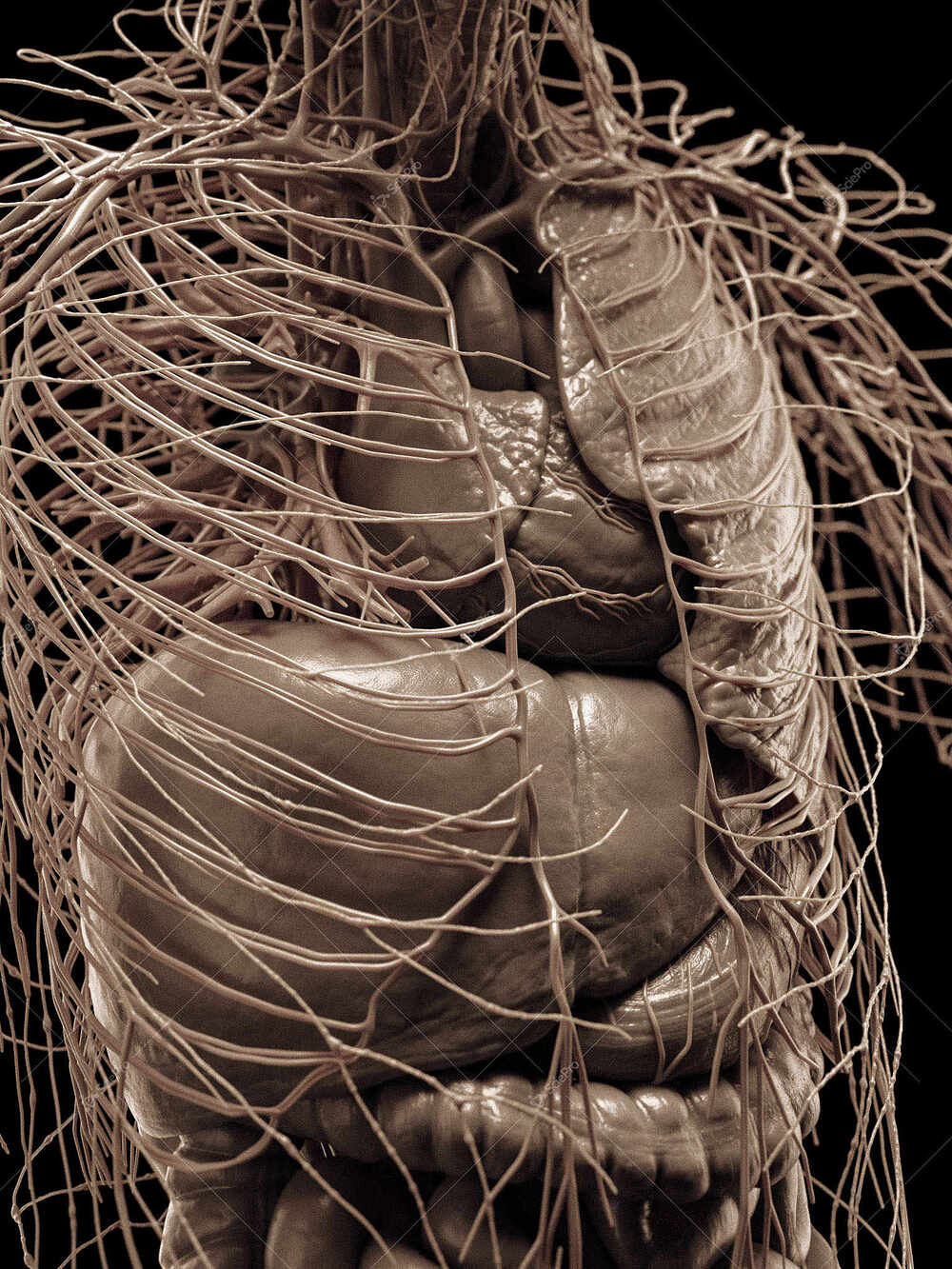 averageFitMale_torso_anatomyLayer8