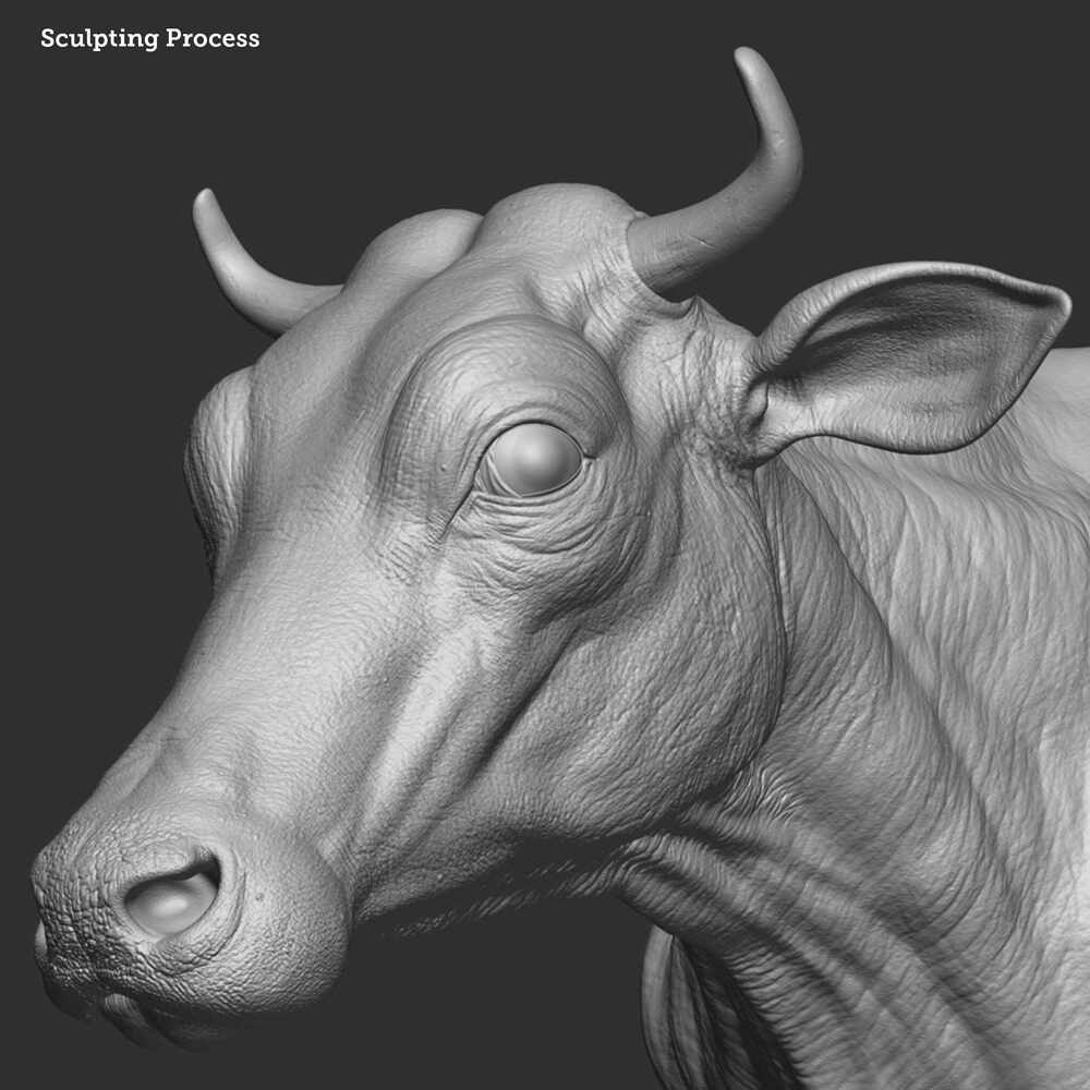 Cow_1