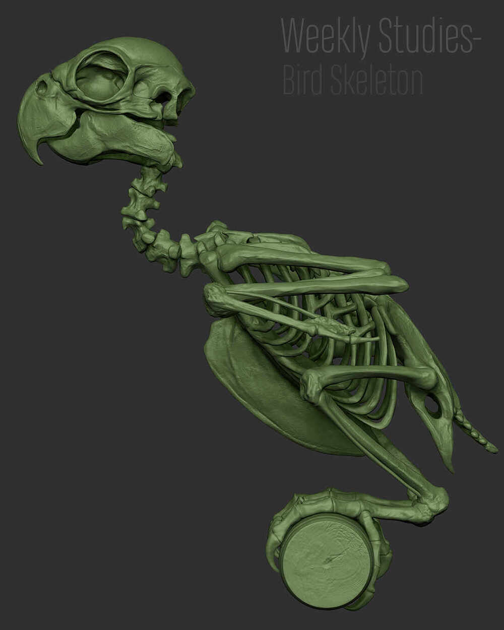BirdStudy_Renders_09