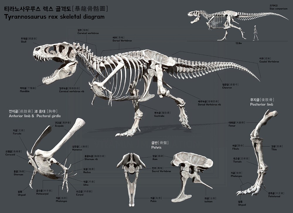 티라노사우루스 골격 도표
