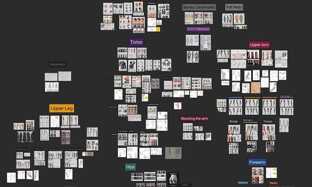Muscles board 01