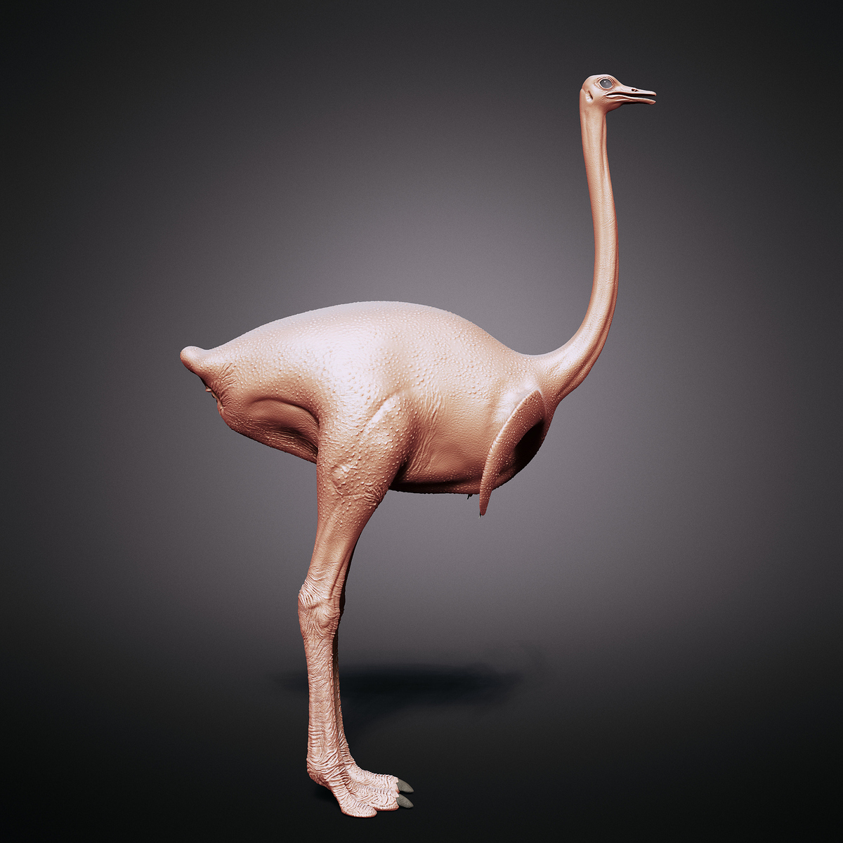Ostrich_scu0001