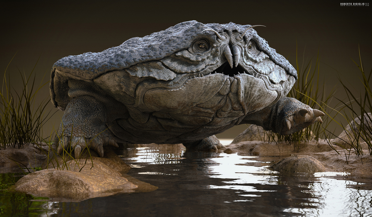 Cancericatus1