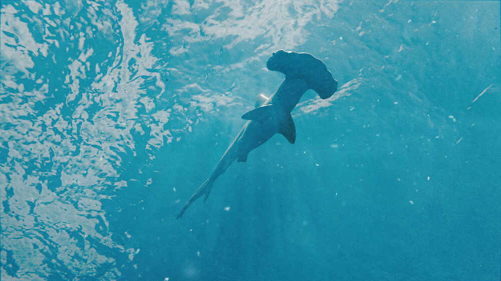 hammerhead shark-1-edit