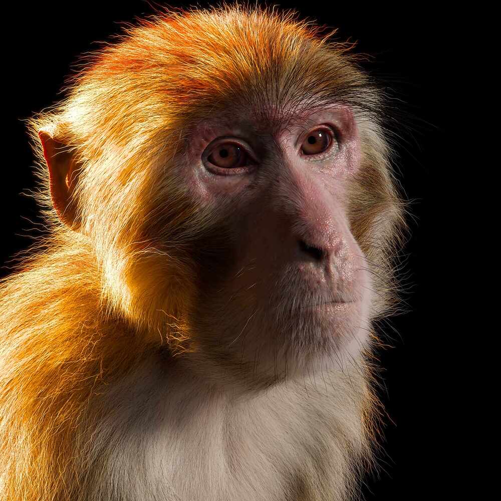monkey_render_03
