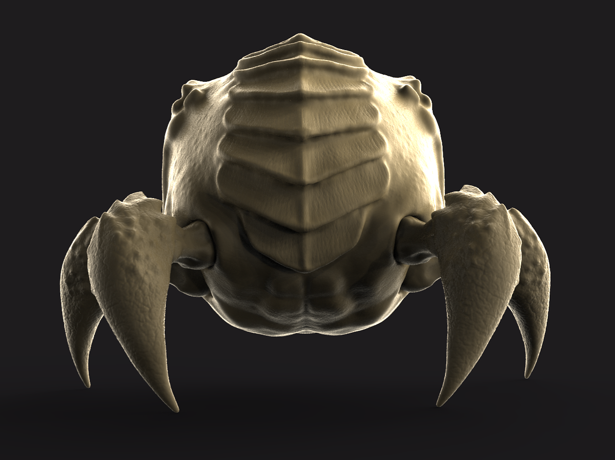 6_Orbie_New_Back1_crop