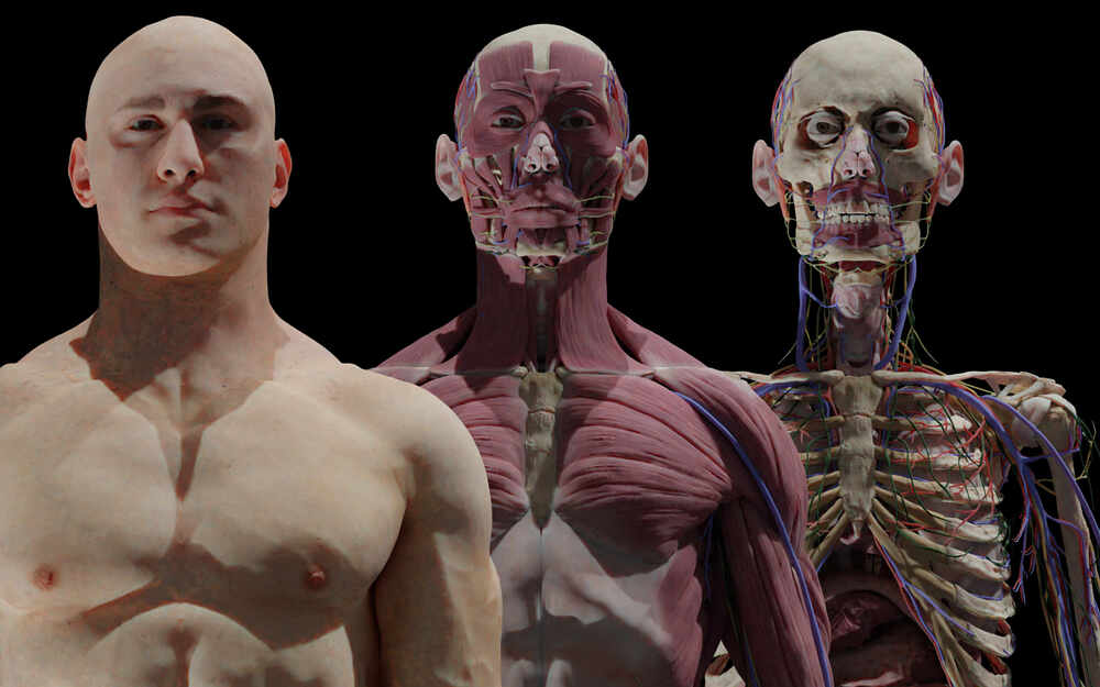 white complete anatomy