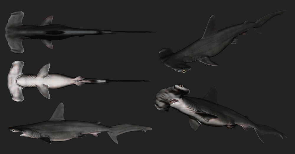 hammerhead zbrush2