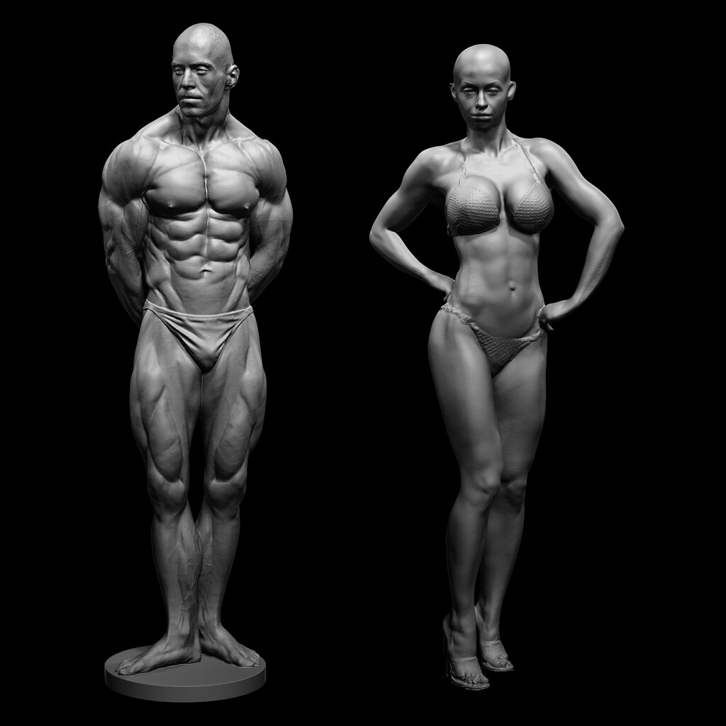 Anatomy reference musculature
